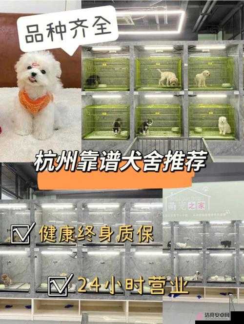 阿西巴騎寵趣味首測數據曝光：你最心儀哪種寵物？